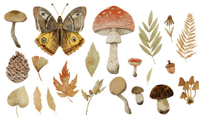 Watercolor set of forest elements. Autumn leaves, mushrooms, butterfly, acorn, cone. Watercolor illustration isolated on white background