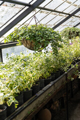 Old greenhouse with tropical flowers and plants inside, selective focus on hanging ivy in pots, sunlight. Glasshouse with dirty glass roof in botanical garden. 