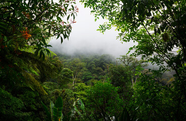 Obraz na płótnie Canvas Tropical rainforest in Central America