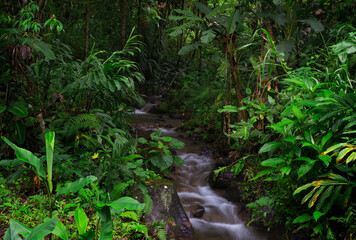 Fototapeta na wymiar Tropical rainforest in Central America