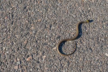 A little grass snake (natrix natrix or water snake) crawls over an asphalt road. It is a non-venomous snake.