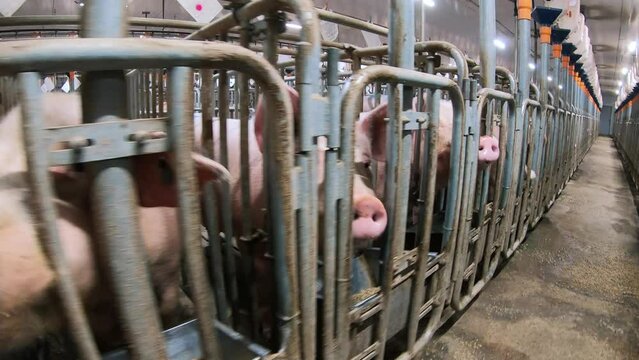 A pig farm with a large number of pigs. Modern agricultural pig farm