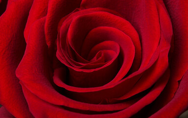 Fototapeta na wymiar Rose petals in bud