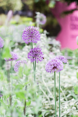 Star of Persia, Allium christophii