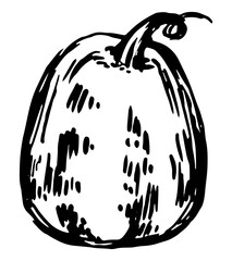 Ink sketch of pumpkin vegetable. Hand drawn vector illustration of autumn season harvest. Retro outline clipart isolated on white.