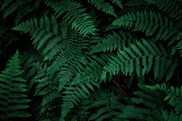 The background image that is green, dark green fern leaves, background dark green fern leaves used...