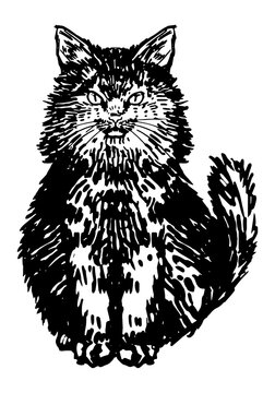 Fluffy black cat. Hand drawn halloween vector illustration. Realistic ink sketch of witch familiar animal. Clipart for decor isolated on white.