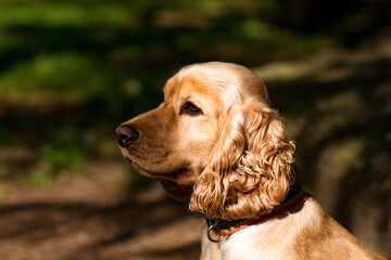 beautiful dog,spaniel breed, muzzle close-up