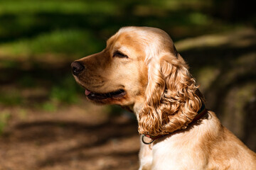 Obraz premium beautiful dog,spaniel breed, muzzle close-up