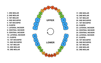 Adult human teeth dentition anatomy. Adult upper and lower jaw parts - molar, bicuspid, cuspid and incisor teeth. Secondary tooth silhouette