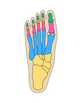 Human foot bones anatomy. Colored foot parts structure. Human leg base diagram vector illustration.