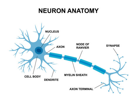 Vector infographic of neuron anatomy. Medical chart human neuron structure illustration. Synapses, cell body, nucleus, axon and dendrites scheme.