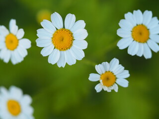 Obraz na płótnie Canvas Pretty Daisy Type Flower in Macro