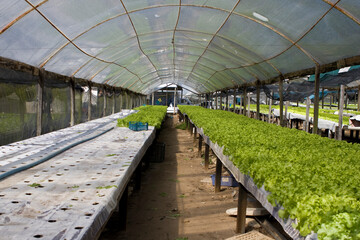 Linhas de alface em viveiro de hortaliças e produzindo alface, rúcula, hortelã, agrião em estufas de hidroponia