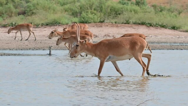 Wild saiga antelope or Saiga tatarica drinks in steppe. 4K