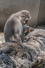 Japanese Macaque in Amsterdam Artis Zoo. Amsterdam Artis Zoo is oldest zoo in the country. Amsterdam, the Netherlands.