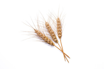 ears of wheat