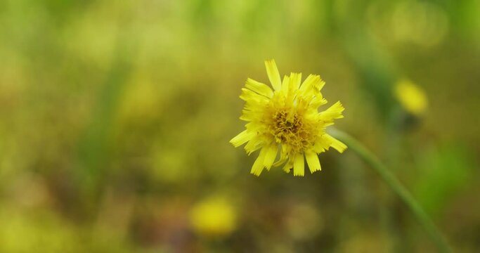 Close-up view of yellow blooming flower at blurred green forest background. Mouse-ear hawkweed plant.