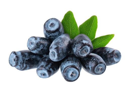 Honeysuckle with green leaves isolated on white background. Ripe berries of honeysuckle. Clipping path.