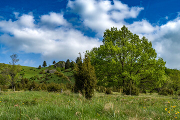 Pferdskopf in der Rhön