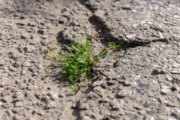 Grass grow on the asphalt road. Poor road condition requiring repair. Road construction and repair. Green plant growing from crack in asphalt on road. Life concept