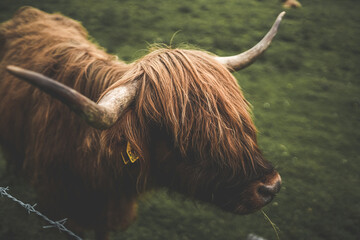 Highland cow close view of shaggy hair