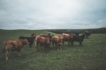 Herd of cattle in deep green field