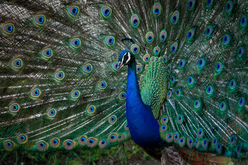 Obraz premium A beautiful male peacock showing the colorful feathers.