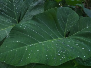 green taro leaves ( colocasia esculenta ) or elephant ears with water droplets on it