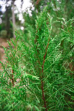 pine merkusii ornamental plant or often called tusam in Indonesia is an ornamental plant that is often found in the yard or garden its also have 3 strain, aceh strain, tappanuli and kerinci strains 