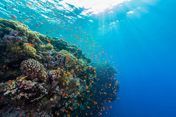 Fototapeta na wymiar Korallenriff im Roten Meer mit Drop off und vielen Fischen und Sonnenstrahlen von der Wasseroberfläche