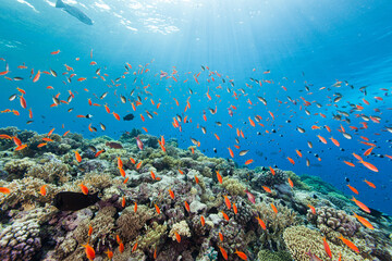 Korallenriff im Roten Meer mit vielen Fischen und Sonnenstahlen von der Wasseroberfläche