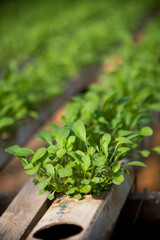 Viveiro de hortali&ccedil;as com produ&ccedil;&atilde;o em hidroponia de r&uacute;cula, alface, agri&atilde;o