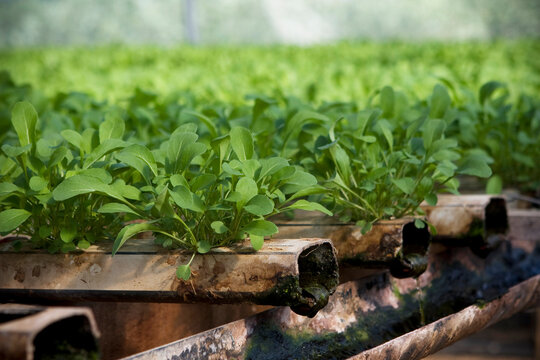 Viveiro de hortali&ccedil;as com produ&ccedil;&atilde;o em hidroponia de r&uacute;cula, alface, agri&atilde;o