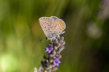 Farfalla - Polyommatus Icarus