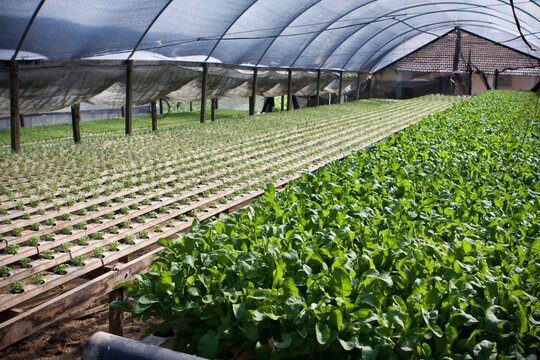 Viveiro de hortali&ccedil;as com produ&ccedil;&atilde;o em hidroponia de r&uacute;cula, alface, agri&atilde;o