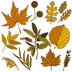 Autumn leaf set - sycamore, linden, ash, maple and other twigs. Leaves for patterns, stickers, prints and decor