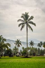 Fototapeta na wymiar coconut trees and a hut in the middle of a rice field with a mountain background