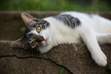 Katze liegt entspannt auf der Steintreppe