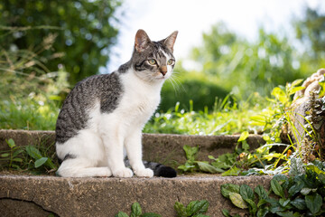 Katze sitzt auf der Steintreppe im Garten