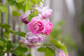 Blüte einer rosa Kletterrose in Nahaufnahme