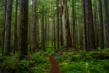 Path through Dark Forest