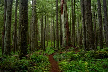 Weg durch den dunklen Wald © FattalPhotography