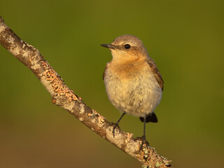 Northern wheatear or wheatear (Oenanthe oenanthe) female sitting on a branch in the morning.