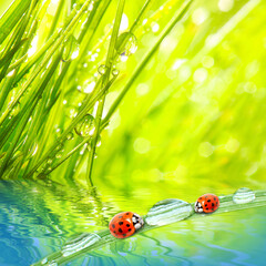 ladybug on green grass