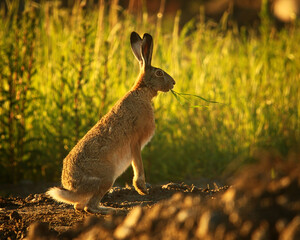 European hare (Lepus europaeus) backlit in early morning with long grass in the mouth.