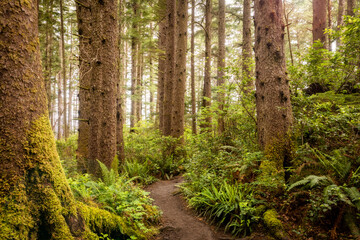 Oswald West State Park Hiking Trail. A vast park offering miles upon miles of hiking trails through thick dense, temperate rainforest environments. - obrazy, fototapety, plakaty