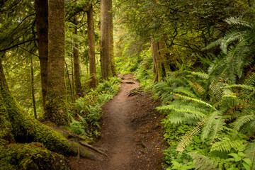 Oswald West State Park Hiking Trail. A vast park offering miles upon miles of hiking trails through thick dense, temperate rainforest environments. - obrazy, fototapety, plakaty