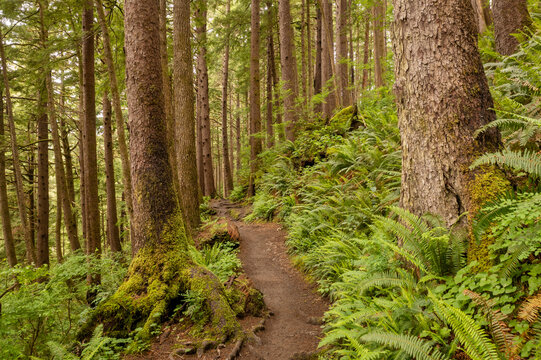Oswald West State Park Hiking Trail. A vast park offering miles upon miles of hiking trails through thick dense, temperate rainforest environments.