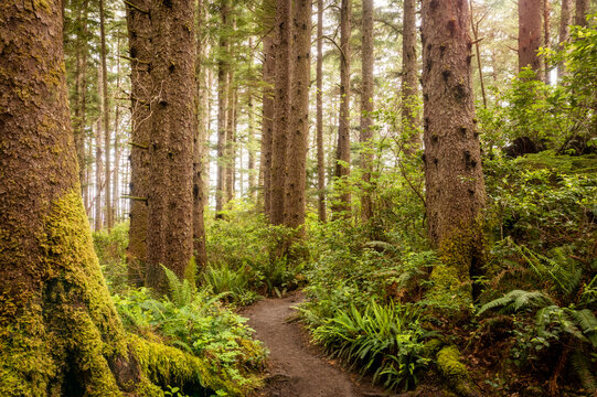 Oswald West State Park Hiking Trail. A vast park offering miles upon miles of hiking trails through thick dense, temperate rainforest environments.